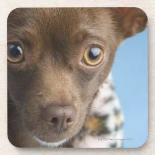 Nahaufnahme der Chihuahua mit Pelzkragen Untersetzer
