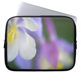Nahaufnahme der Colorado-Columbine-Blume. Laptopschutzhülle