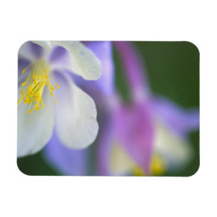 Nahaufnahme der Colorado-Columbine-Blume. Magnet