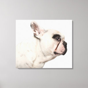 Nahaufnahme der französischen Bulldogge (4 Jahre Leinwanddruck