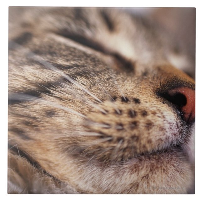Nahaufnahme der Katzenbärte und -mündung Fliese (Vorderseite)