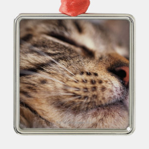Nahaufnahme der Katzenbärte und -mündung Ornament Aus Metall