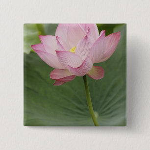 Nahaufnahme der Lotusblume, Nelumbo nucifera), Button