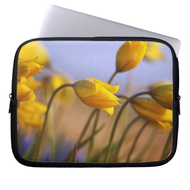 Nahaufnahme der Narzissen Laptopschutzhülle (Vorderseite)