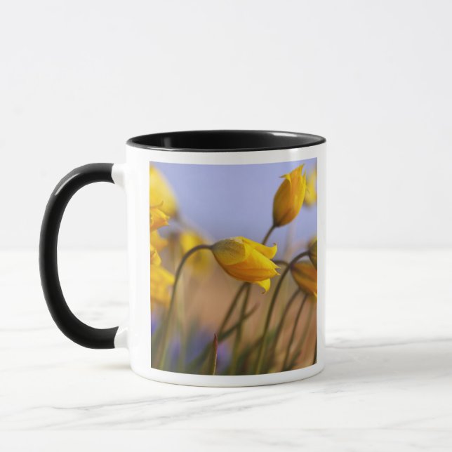 Nahaufnahme der Narzissen Tasse (Links)