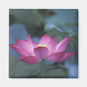 Nahaufnahme der roten Lotusblüte und grünen Blätte Magnet