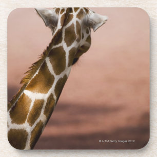 Nahaufnahme der somalischen Giraffe (Giraffa Untersetzer