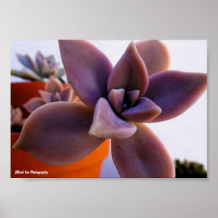 Nahaufnahme der Sukkulente Ghost-plant Poster