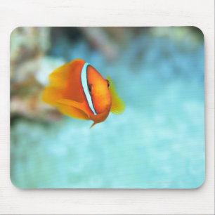 Nahaufnahme der Tomateanemonenfische, Okinawa, Mousepad
