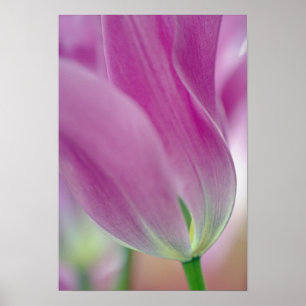 Nahaufnahme der Unterseite einer Tulpenblüte, 2 Poster