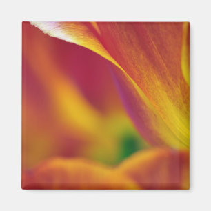 Nahaufnahme der Unterseite einer Tulpenblüte, 4 Magnet