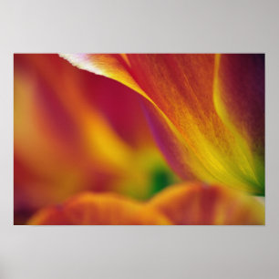 Nahaufnahme der Unterseite einer Tulpenblüte, 4 Poster
