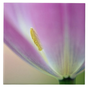 Nahaufnahme der Unterseite einer Tulpenblüte, Kuek Fliese