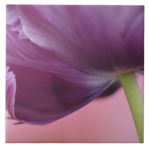 Nahaufnahme der Unterseite einer Tulpenblüte, Kuek Fliese
