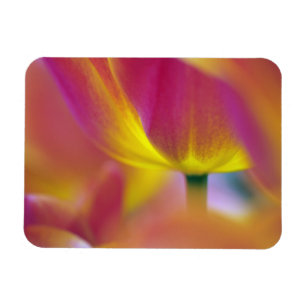 Nahaufnahme der Unterseite einer Tulpenblüte, Kuek Magnet