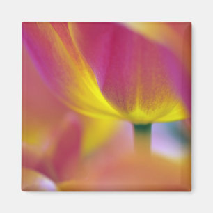 Nahaufnahme der Unterseite einer Tulpenblüte, Kuek Magnet