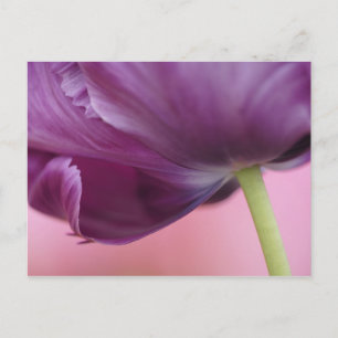 Nahaufnahme der Unterseite einer Tulpenblüte, Kuek Postkarte