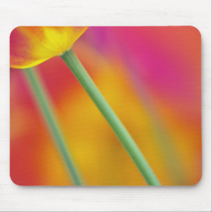 Nahaufnahme der Unterseite einer Tulpenblüte, Mousepad