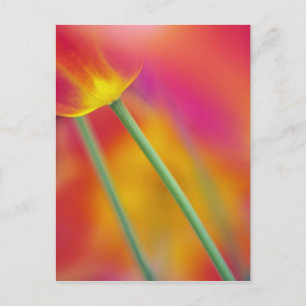 Nahaufnahme der Unterseite einer Tulpenblüte, Postkarte