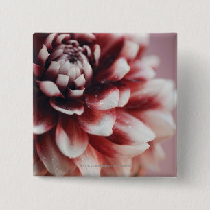 Nahaufnahme der Wassertropfen auf einer Blume Button