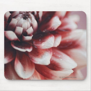 Nahaufnahme der Wassertropfen auf einer Blume Mousepad