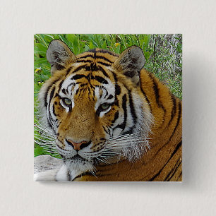 Nahaufnahme des Gesichts eines Sibirischen Tigers Button