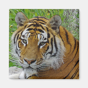 Nahaufnahme des Gesichts eines Sibirischen Tigers Magnet