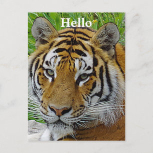 Nahaufnahme des Gesichts eines Sibirischen Tigers Postkarte