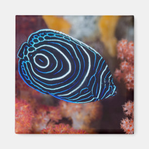 Nahaufnahme des Kaiser-Engelfisches Magnet
