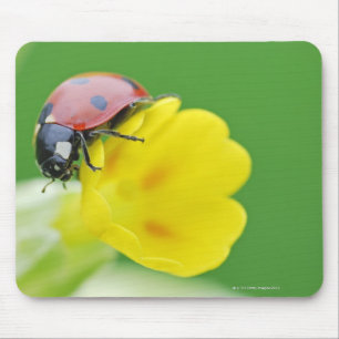 Nahaufnahme des Marienkäfers Mousepad