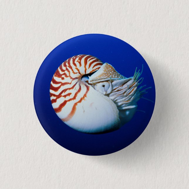Nahaufnahme des Perlbootes Button (Vorderseite)