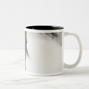 Nahaufnahme des Pferdeauges und -haares Zweifarbige Tasse
