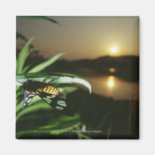 Nahaufnahme des Schmetterlinges auf Blatt am Magnet