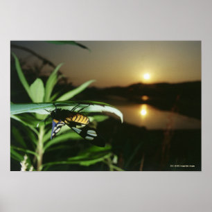 Nahaufnahme des Schmetterlinges auf Blatt am Poster