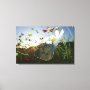 Nahaufnahme des Schmetterlinges auf Blume Leinwanddruck