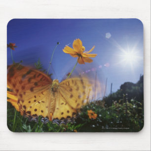 Nahaufnahme des Schmetterlinges, Flügel flatternd Mousepad