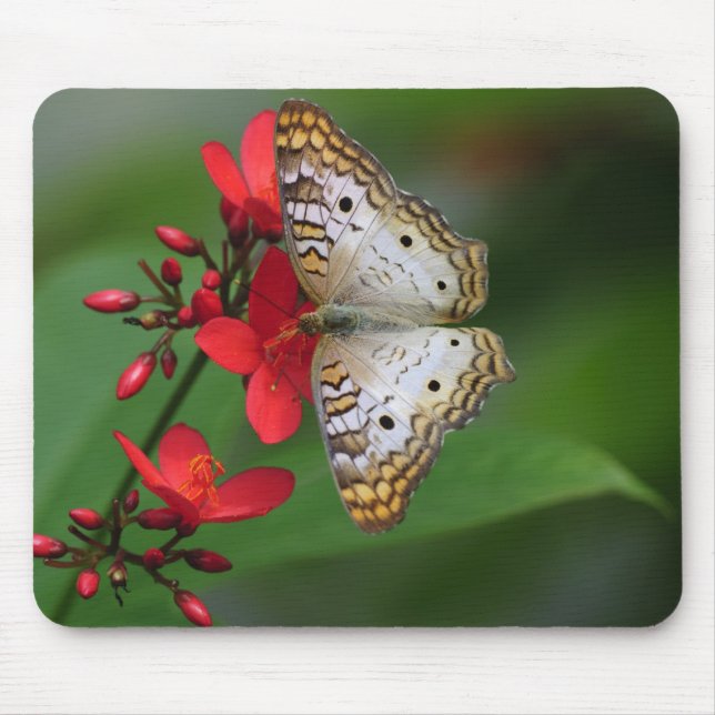 Nahaufnahme des weißen Schmetterlinges Mousepad (Vorne)