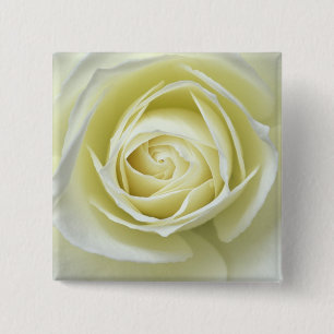 Nahaufnahme Details der weißen Rose Button
