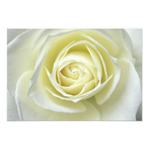 Nahaufnahme Details weiße Rose Fotodruck