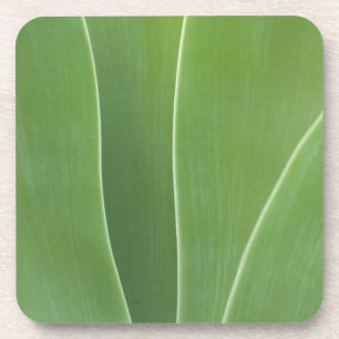 Nahaufnahme einer Agave Getränkeuntersetzer