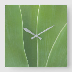 Nahaufnahme einer Agave-Pflanze Quadratische Wanduhr