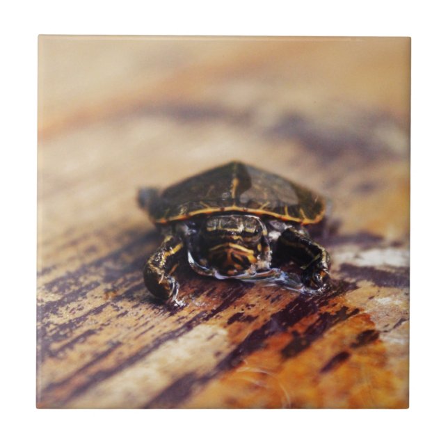 Nahaufnahme einer Baby gemalten Schildkröte Fliese (Vorderseite)