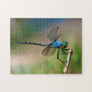Nahaufnahme einer blauen Libelle auf einem Ast