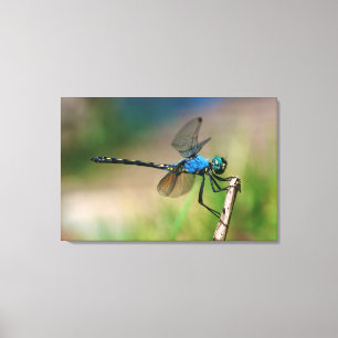 Nahaufnahme einer blauen Libelle auf einem Ast Leinwanddruck