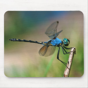 Nahaufnahme einer blauen Libelle auf einem Ast Mousepad