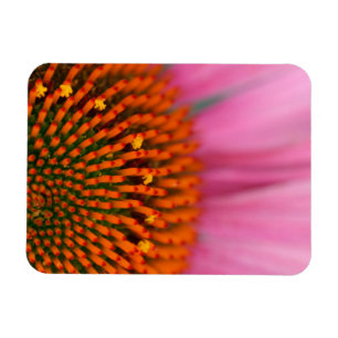 Nahaufnahme einer Kegelblume im Sommer, Magnet