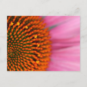 Nahaufnahme einer Kegelblume im Sommer, Postkarte