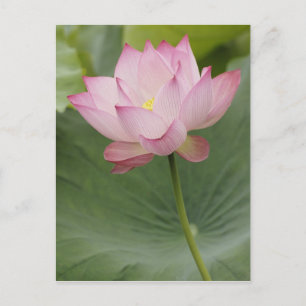 Nahaufnahme einer Lotusblüte, Nelumbo nucifera), Postkarte