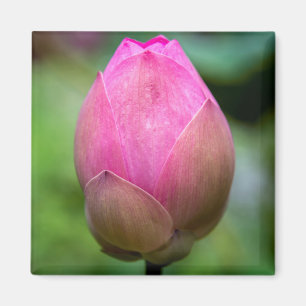 Nahaufnahme einer Lotusblütenknospe, Bali Magnet