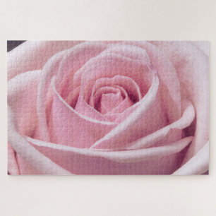 Nahaufnahme einer rosa Rose